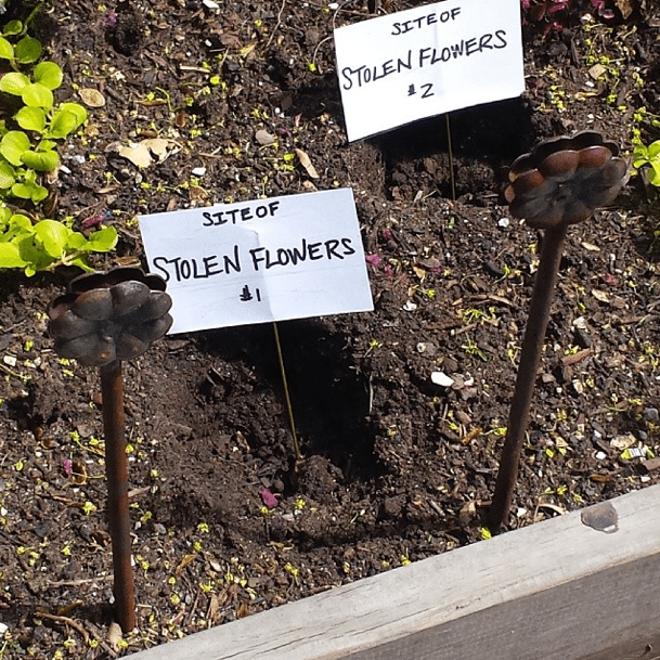 Photo Of The Day: Flower Bandit