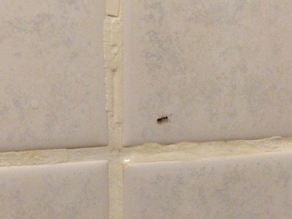 How Do You Get Rid Of Ants In Your Apartment?