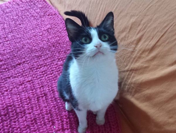 Adopt Maggie Moo, The Mama Cat Who Bounced Back