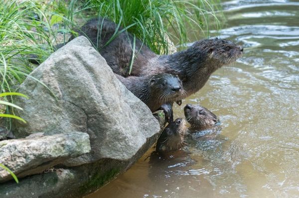 The Triplet Otter Pups Living At The Prospect Park Zoo Are Just As Adorable As You’d Imagine
