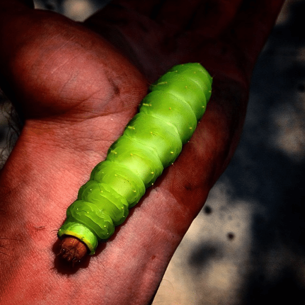 The Hungry Caterpillar