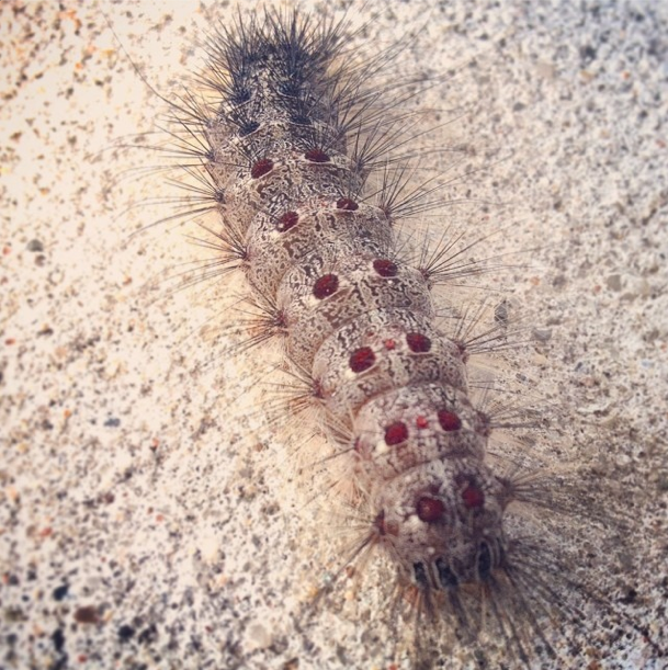 Photo Of The Day: Future Flutter