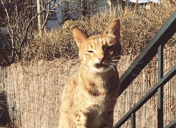 Update: Toaster The Missing Cat Has Been Found