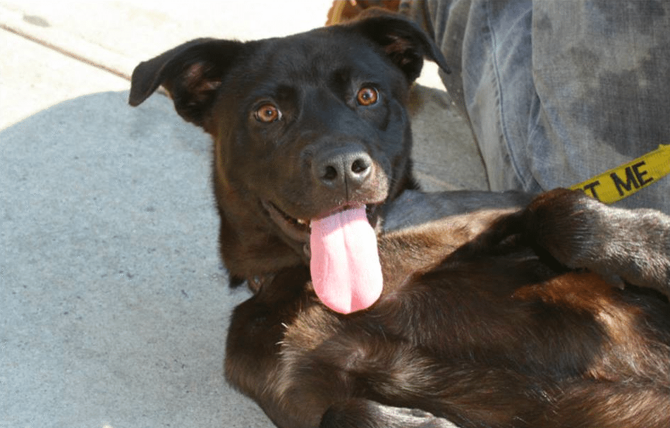 Support Sean Casey By Eating Pizza At Toby’s On Saturday, July 19