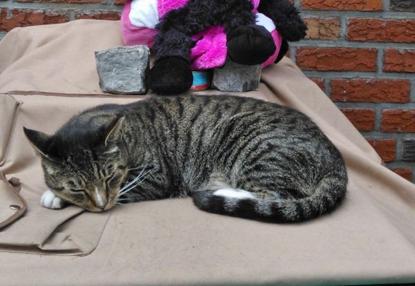 Photo Of The Day: Tiger Nap