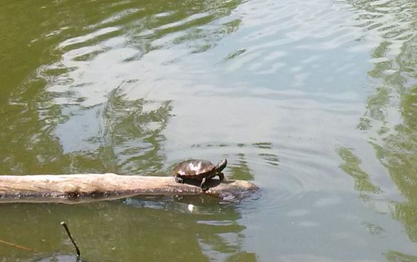 Photo Of The Day: Turtle Power