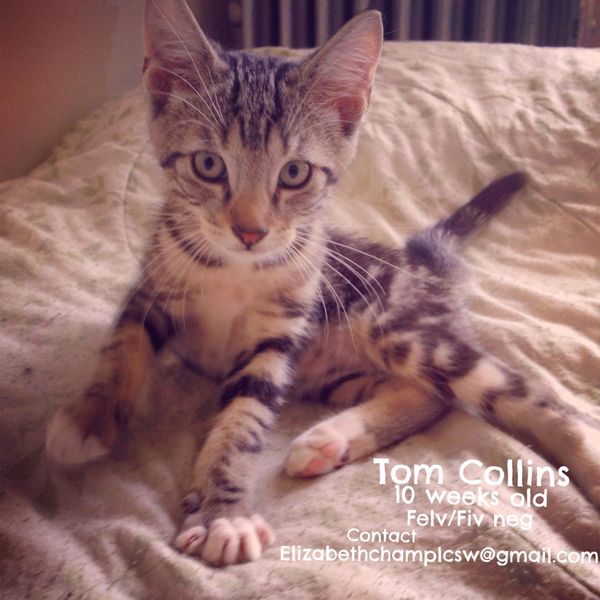 Adorable Kittens, Tom Collins & Gibson, Up For Adoption