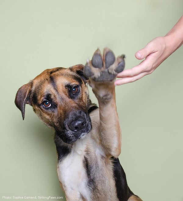 Sean Casey Animal Rescue In Need Of Cleaning Supply Donations