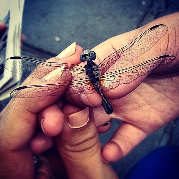 Photo Of The Day: Wing It