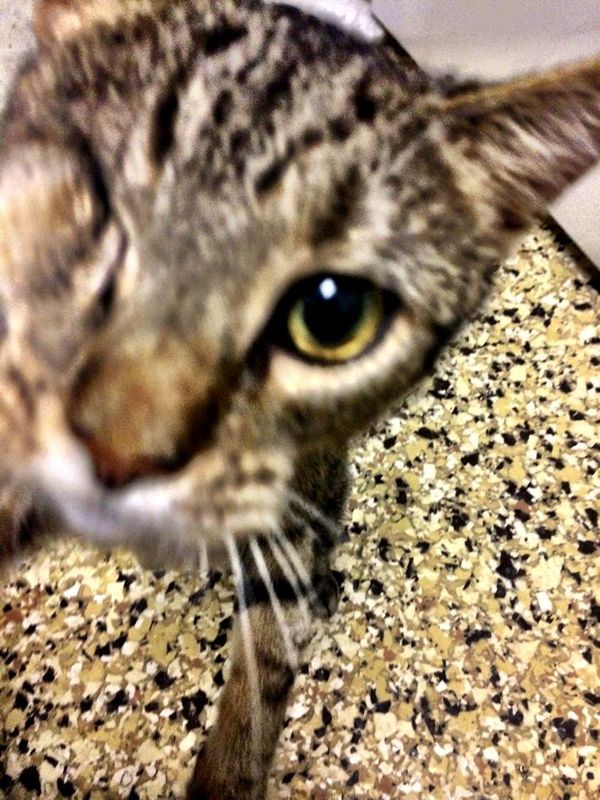 Adoptable Pet Of The Week: Leela The One-Eyed Cat