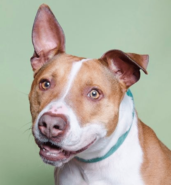 Add A Furry Member To Your Family At Prospect Park’s Adoptapalooza This Saturday, August 1