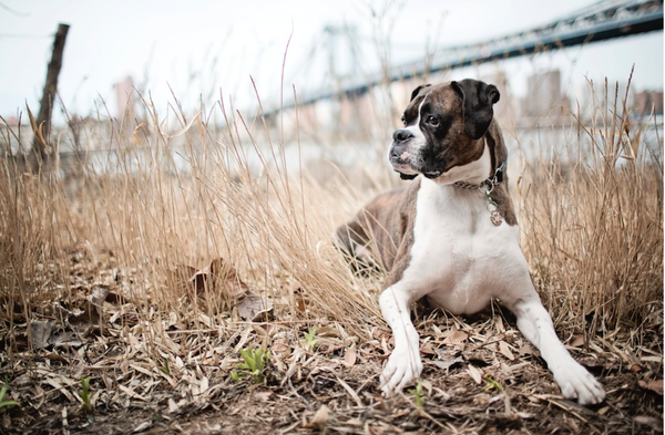 Nominate Your Pet (And Tell Their Story) To Raise Money For Sean Casey Animal Rescue