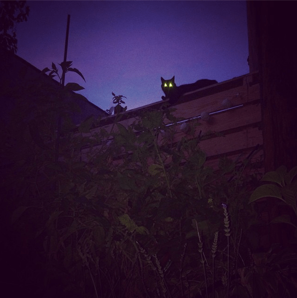 Photo Of The Day: Laser Cat