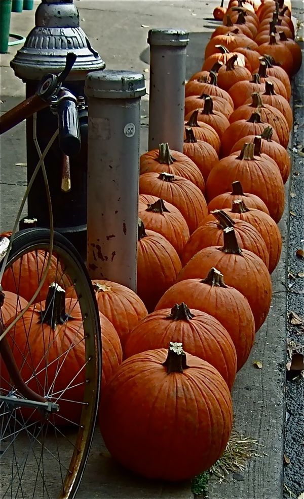 Photo Of The Day: Fall Into Line