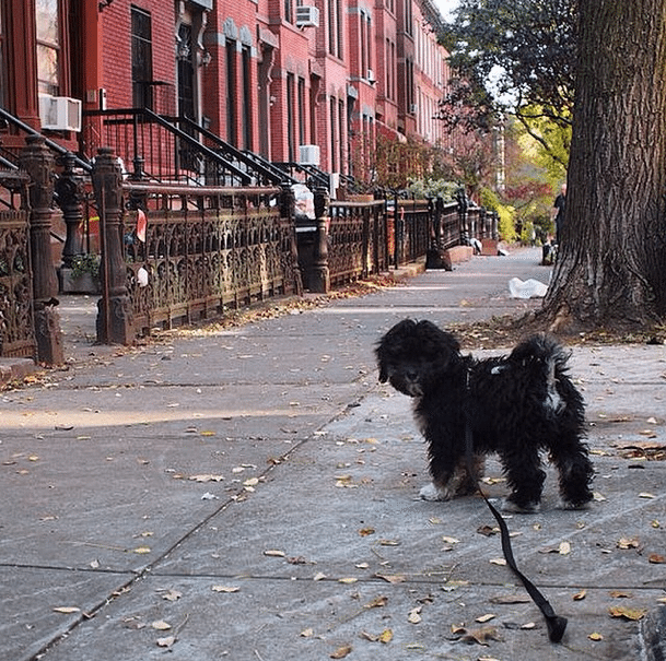 Things To Do In Kensington & Windsor Terrace This Weekend