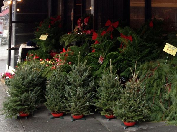 Christmas Trees In Park Slope: Former Garfield Farm Market Space Pop-Up, A Fundraiser With Delivery & More