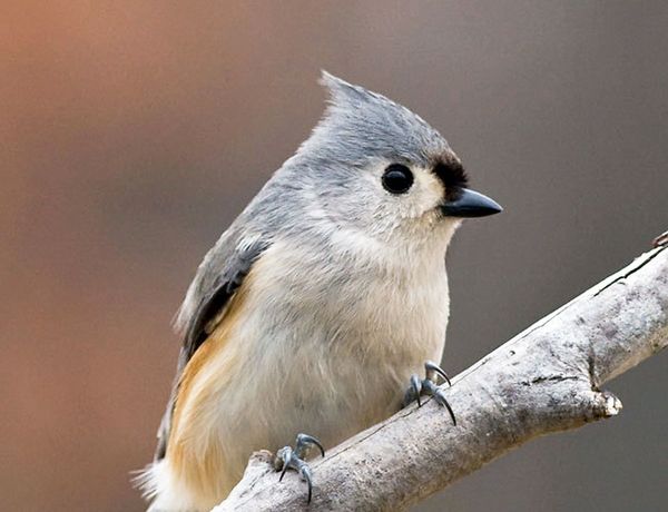 Grab Your Binoculars: It’s Time For The Christmas Bird Count