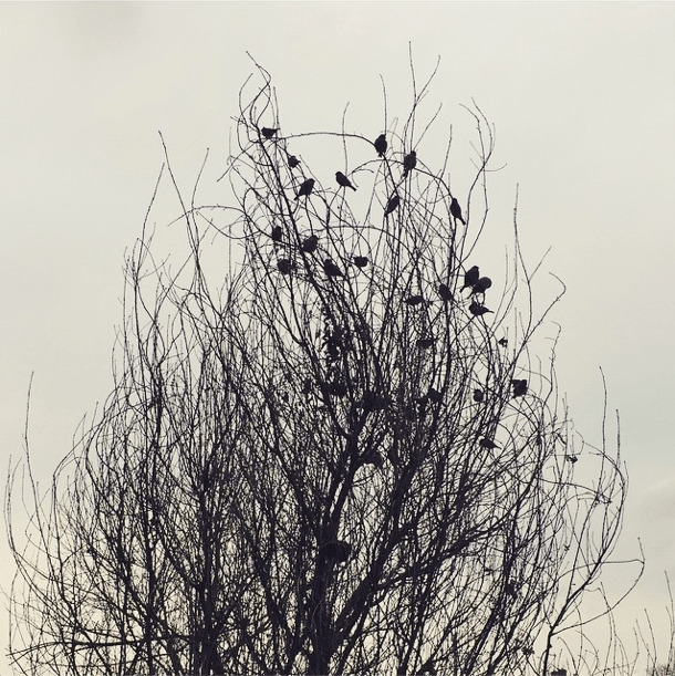 Photo Of The Day: The Birds
