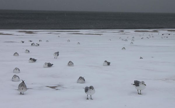 Subways, Schools, Safety And More – All The Latest Updates About Winter Storm Juno