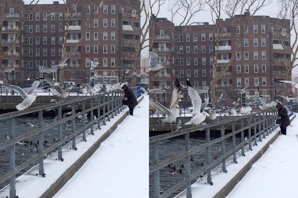 Morning Mug: Snowbirds