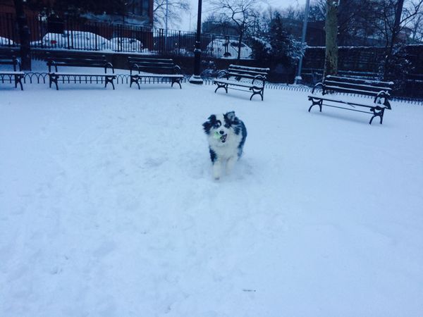 Tips For Keeping Pets Warm & Safe This Winter