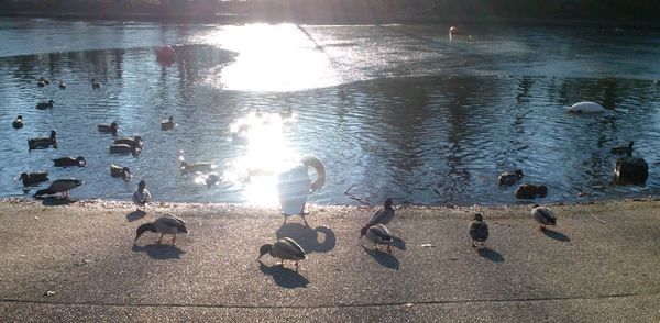 Photo Of The Day: Lucky Ducks