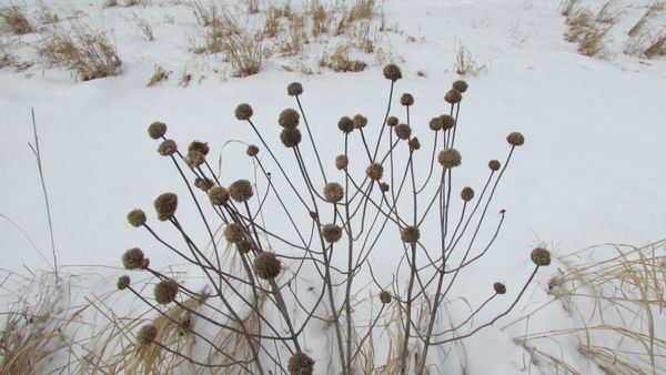 Photo Of The Day: Polka Dots