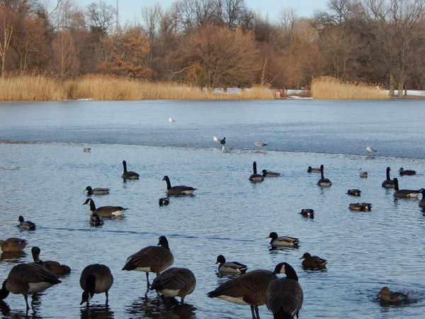 Ice Skating, Bird Watching, Valentine’s Day 5K & More To Do In Prospect Park This February