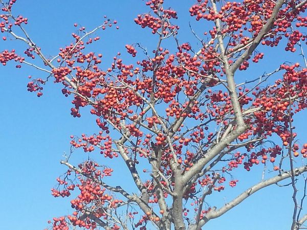 Puzzle: Have A Berry Nice Weekend, Everyone!