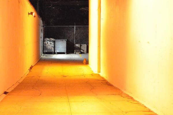 Morning Mug: King Of The Alley Cats