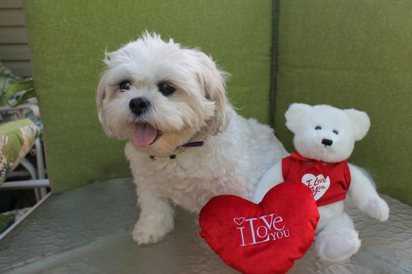 Morning Mug: “I Woof You!”