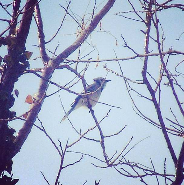 Photo Of The Day: Blue Sky, Blue Jay