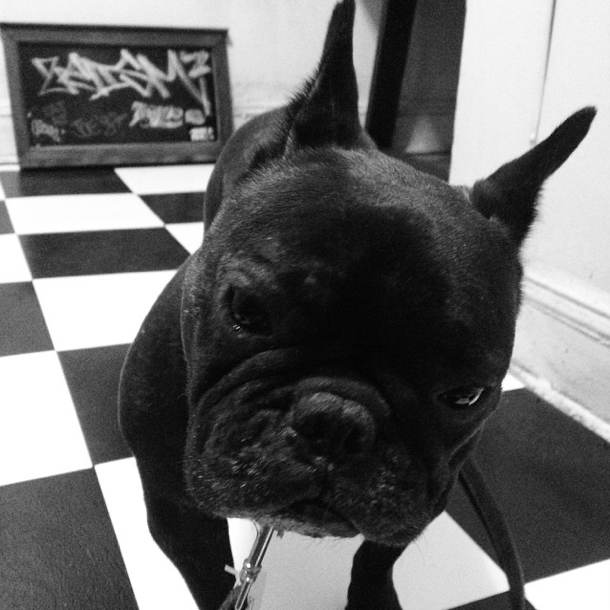 The Most Popular Dog Breed In Park Slope