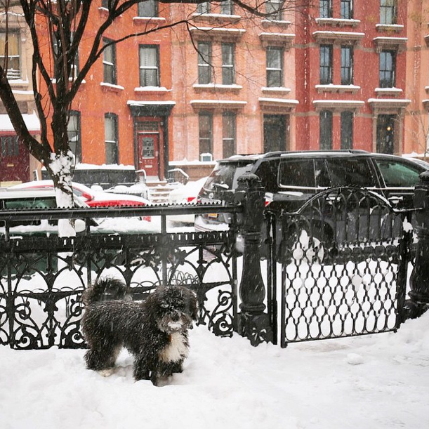 Photo Of The Day: Winter Pup