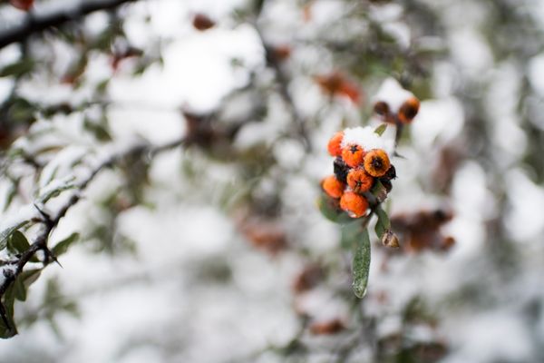 Morning Mug: Snow Berries