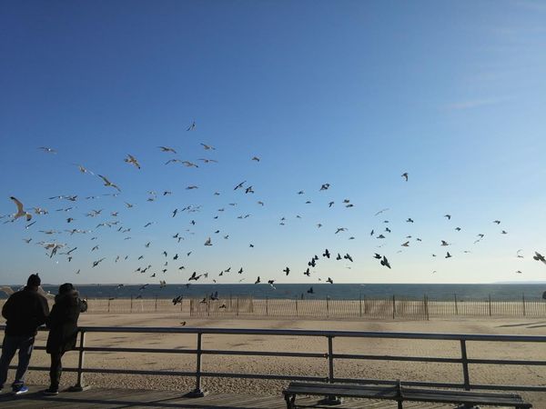 Morning Mug: Engulfed By Gull-ibility