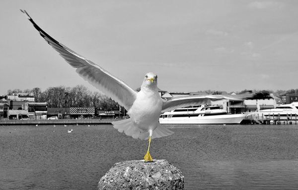 Morning Mug: “Show Off”