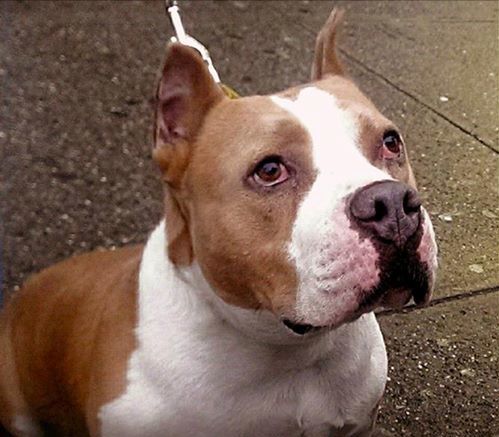 Find A New Furry Friend At An Adoption Event This Saturday