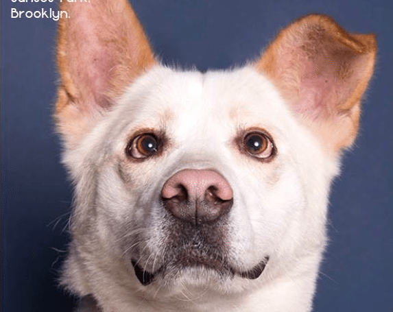 Adoptable Pet Of The Week: Buck The Dog