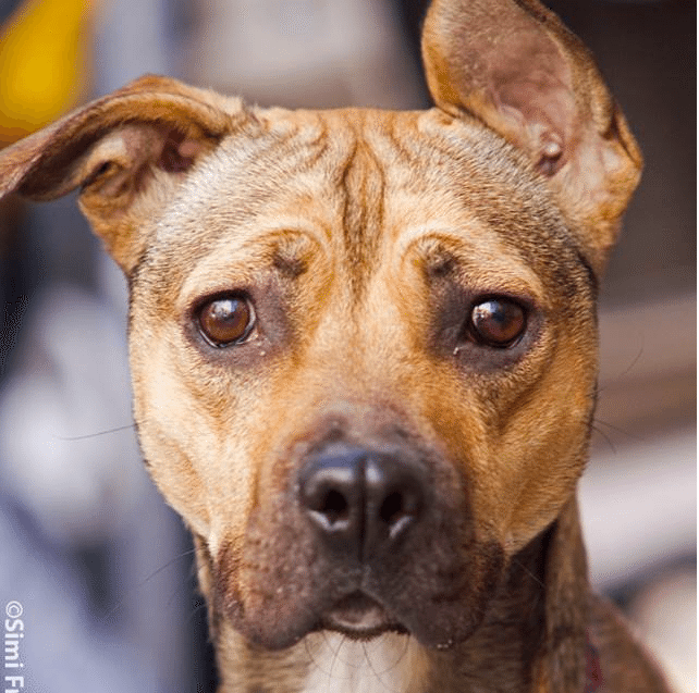 Join A Volunteer Group Dog Walk This Saturday