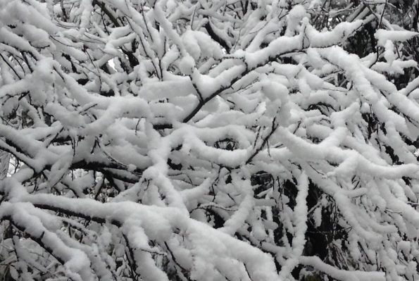 Morning Mug: Final Frost