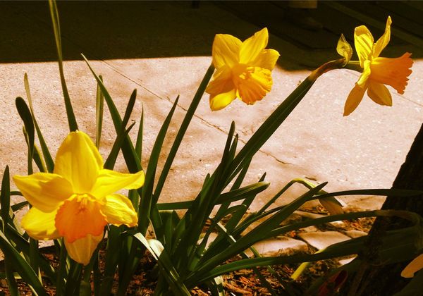 Photo Of The Day: Golden