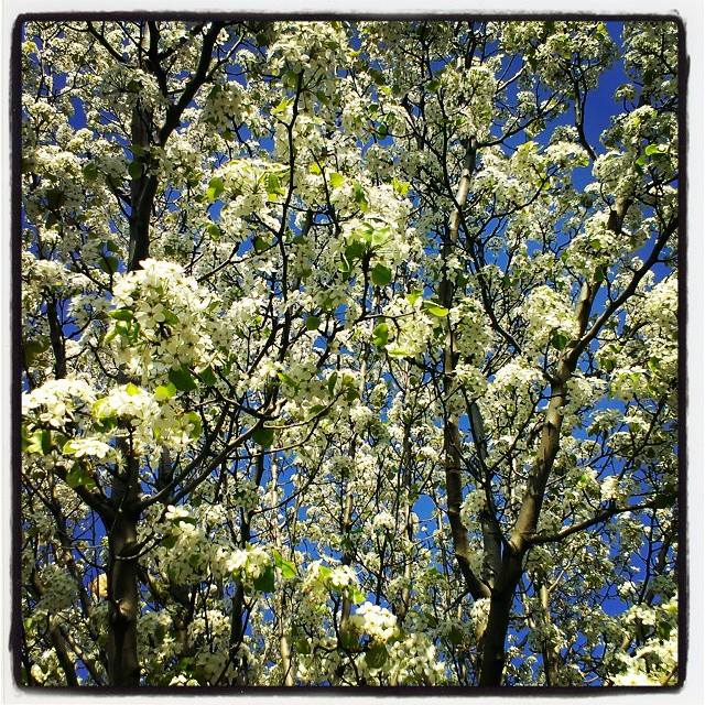 Puzzle: “Every Flower Is A Soul Blossoming In Nature.” ― Gérard de Nerval