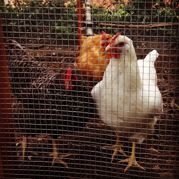 Photo Of Day: Chickens