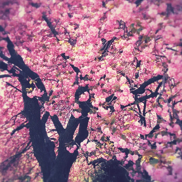 Photo Of The Day: Cheery Cherry