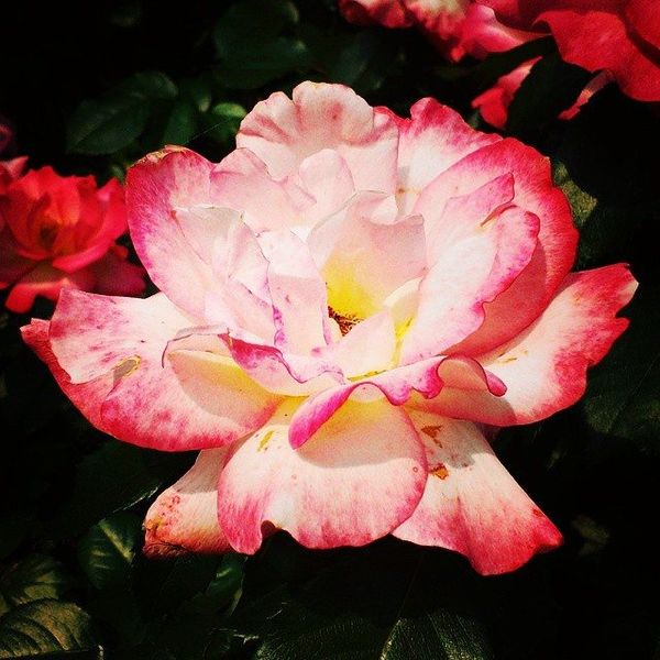 Morning Mug: “I Say Love, It Is A Flower, And You, Its Only Seed.” — Amanda McBroom