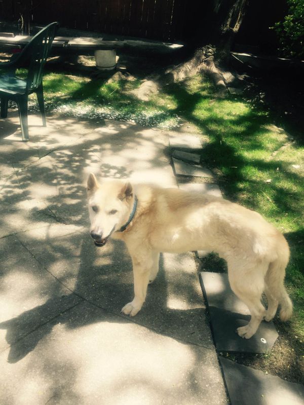 Updated: Keep An Eye Out For Duke, A Dog Who Was Last Seen On Marlborough Road