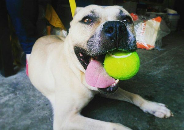 Adoptable Pet Of The Week: Aphrodite The Dog