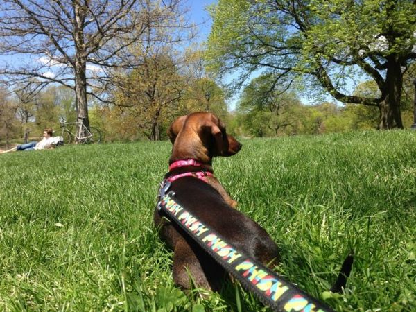 Narcotic Poisoning Suspected After Multiple Dogs In Prospect Park Become Sick