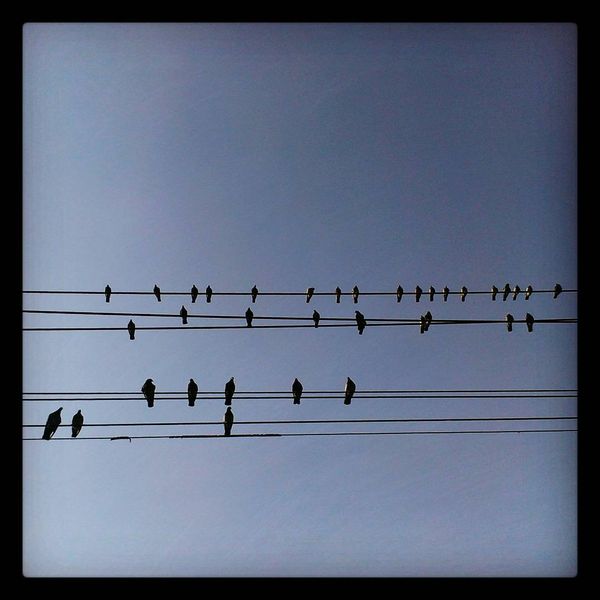 Morning Mug: “The Only Difference Between A Pigeon And The American Farmer Today Is That A Pigeon Can Still Make A Deposit On A John Deere.”  — Jim Hightower